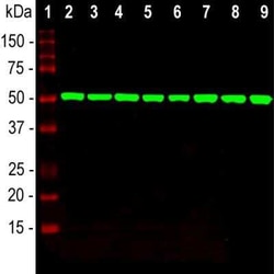 beta Tubulin Antibody (4E4), Novus Biologicals:Anticorps:Anticorps primaires