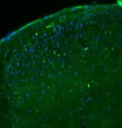c-Fos Antibody (2H2), Novus Biologicals:Antibodies:Primary Antibodies