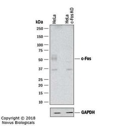 c-Fos Antibody (2H2), Novus Biologicals:Antibodies:Primary Antibodies