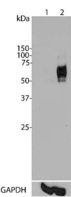 c-Fos Antibody (2H2), Novus Biologicals:Antibodies:Primary Antibodies