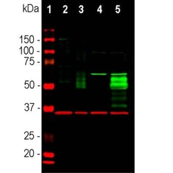 c-Fos Antibody, Novus Biologicals:Antibodies:Primary Antibodies
