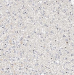 ZNF683 Antibody, Novus Biologicals:Antibodies:Primary Antibodies