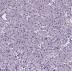 CD84/SLAMF5 Antibody, Novus Biologicals 25 &mu;L, Unconjugated:Antibodies,