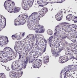 CD84/SLAMF5 Antibody, Novus Biologicals 25 &mu;L, Unconjugated:Antibodies,