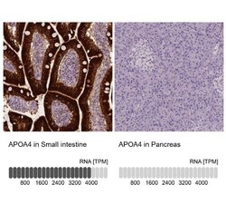 Apolipoprotein A-IV/ApoA4 Antibody (CL0468), Novus Biologicals 0.1 mL,