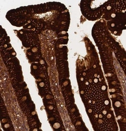 Apolipoprotein A-IV/ApoA4 Antibody (CL0468), Novus Biologicals 0.1 mL,
