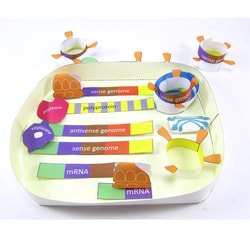 NewPath Learning™ Coronavirus Cycle 3-D Model Kit