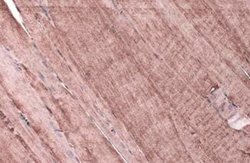 11 beta-HSD1 Antibody, Novus Biologicals 100 &mu;g; Unconjugated:Antibodies,