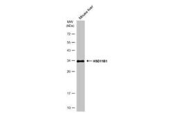 11 beta-HSD1 Antibody, Novus Biologicals 100 &mu;g; Unconjugated:Antibodies,