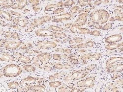14-3-3 Antibody, Novus Biologicals 50 &mu;g, Unconjugated:Antibodies, Polyclonal