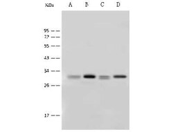 14-3-3 Antibody, Novus Biologicals™