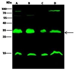 14-3-3 beta Antibody, Novus Biologicals 50 &mu;g, Unconjugated:Antibodies,