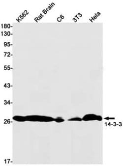 14-3-3 beta/alpha Rabbit anti-Human, Mouse, Rat, Clone: S07-1A8, Novus Biologicals 25 &mu;g | Buy Online | Bio-Techne | Fisher Scientific