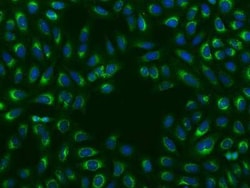 14-3-3 epsilon Antibody, Novus Biologicals:Anticuerpos:Anticuerpos primarios