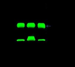 14-3-3 epsilon Antibody, Novus Biologicals:Antibodies:Primary Antibodies