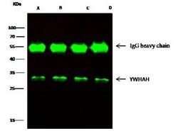 14-3-3 eta Antibody, Novus Biologicals 50 &mu;g; Unconjugated:Antikörper