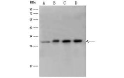 14-3-3 eta Antibody, Novus Biologicals 100 &mu;g; Unconjugated:Antibodies,