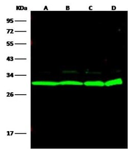 14-3-3 eta Antibody, Novus Biologicals 50 &mu;g; Unconjugated:Antikörper