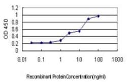 14-3-3 gamma Antibody (6A10), Novus Biologicals 0.1 mg, Unconjugated:Antibodies,