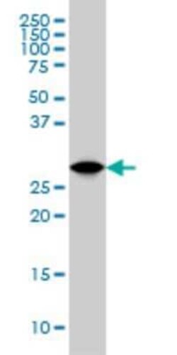 14-3-3 gamma Antibody (6A10), Novus Biologicals 0.1 mg, Unconjugated:Antibodies,