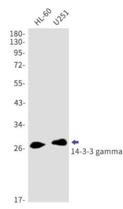 14-3-3 gamma Antibody (S01-4C7), Novus Biologicals 100 &mu;g; Unconjugated:Antibodies,