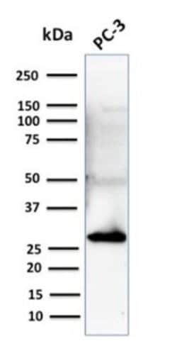 14-3-3 sigma/Stratifin Antibody (CPTC-SFN-2) - Azide and BSA Free, Novus