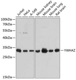 14-3-3 zeta Antibody - BSA Free, Novus Biologicals 0.1 mL, Unconjugated:Antibodies,