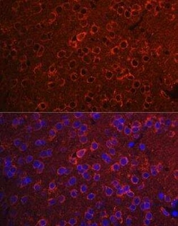 14-3-3 zeta/delta Antibody - Azide and BSA Free, Novus Biologicals:Antibodies:Primary