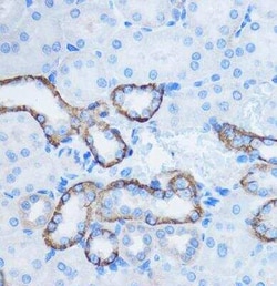 14-3-3 zeta/delta Antibody - Azide and BSA Free, Novus Biologicals:Antibodies:Primary