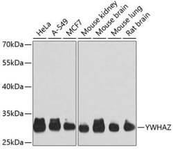 14-3-3 zeta/delta Antibody - Azide and BSA Free, Novus Biologicals:Antibodies:Primary