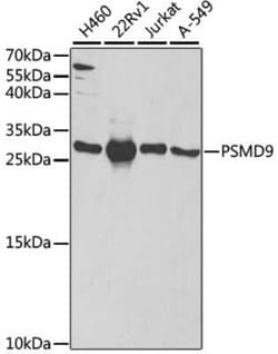 26S proteasome subunit 9 Antibody - BSA Free, Novus Biologicals 0.02 mL,