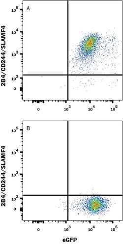 Human 2B4/CD244/SLAMF4 Antibody, R D Systems 100 &mu;g; Unconjugated:Antibodies,