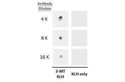 3-Methoxytyramine Antibody, Novus Biologicals 100 &mu;g | Buy Online | Novus Biologicals | Fisher Scientific