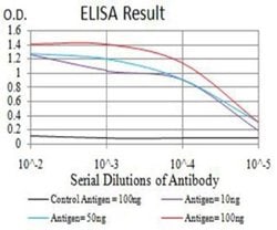 4EBP1 Antibody (1E2E7) - BSA Free, Novus Biologicals 0.1 ml; Unconjugated:Antibodies,
