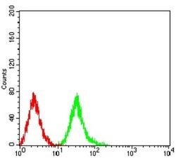 4EBP1 Antibody (1E2E7) - BSA Free, Novus Biologicals 0.1 ml; Unconjugated:Antibodies,