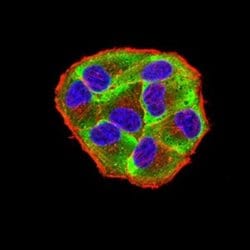 4EBP1 Antibody (1E2E7) - BSA Free, Novus Biologicals 0.1 ml; Unconjugated:Antibodies,