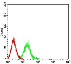4EBP1 Antibody (2D1G11) - BSA Free, Novus Biologicals:Antibodies:Primary