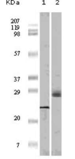 4EBP1 Antibody (9E12D9) - BSA Free, Novus Biologicals 0.025 mL; Unconjugated:Antibodies,