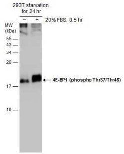 4EBP1, p Thr46, p Thr37 Antibody, Novus Biologicals 100 &mu;g | Buy Online | Novus Biologicals | Fisher Scientific
