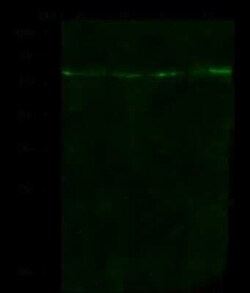 5-HT2B Antibody, Novus Biologicals:Antibodies:Primary Antibodies