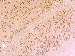 5-HT2C Antibody (JA31-31), Novus Biologicals&trade;