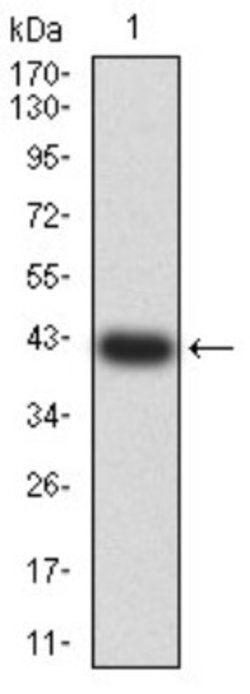 5-HT3A Antibody (4D5E7) - BSA Free, Novus Biologicals 0.1 ml; Unconjugated:Antibodies,