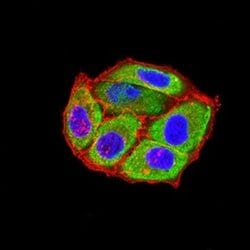 5-HT3B Antibody (2H9H5) - BSA Free, Novus Biologicals 0.1 ml; Unconjugated:Antibodies,