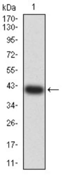 5-HT3B Antibody (2H9H5) - BSA Free, Novus Biologicals 0.1 ml; Unconjugated:Antibodies,