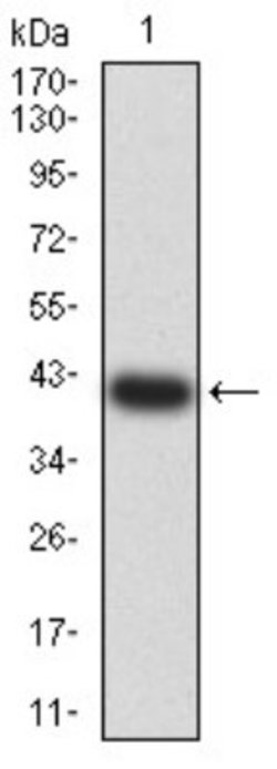 5-HT3B Antibody (4G6H7) - BSA Free, Novus Biologicals 0.1 ml; Unconjugated:Antibodies,