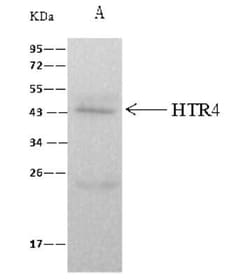 5-HT4 Antibody, Novus Biologicals 100 &mu;g; Unconjugated:Antibodies, Polyclonal
