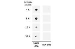 5-Hydroxytryptophan Antibody, Novus Biologicals 100 &mu;g | Buy Online | Novus Biologicals | Fisher Scientific