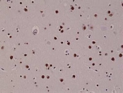 5-hmC Antibody (RM236), Novus Biologicals 50 &mu;g; Unconjugated:Antibodies,