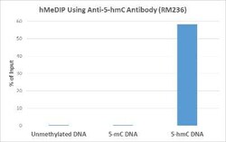 5-hmC Antibody (RM236), Novus Biologicals 50 &mu;g; Unconjugated:Antibodies,
