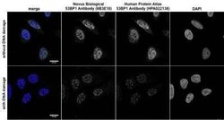 53BP1 Antibody (6B3E10) - Azide and BSA Free, Novus Biologicals 0.1 mL;